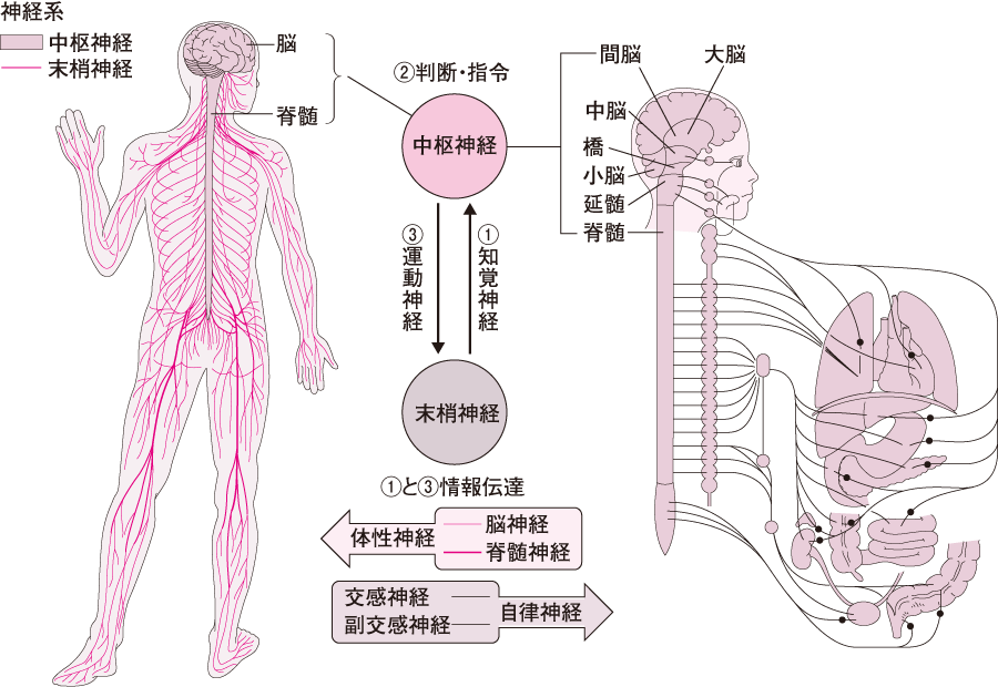 中枢神経系抑制の原因は何ですか?